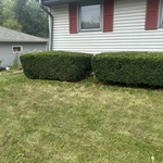 Bush Trimming
