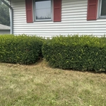 Bush Trimming