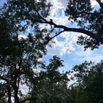 Tree removal