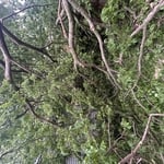 Storm damage