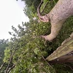 Storm damage