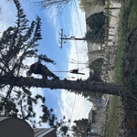 Cutting limbs