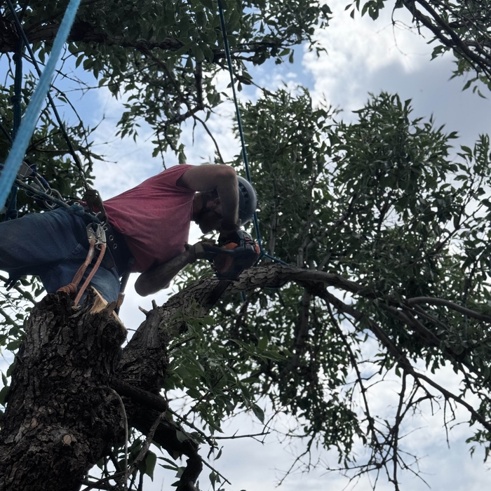 Full Tree Removal 