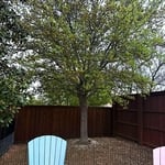 Tree & stump Removal