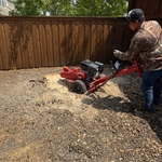 Tree & stump Removal