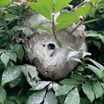 Hornets Nest