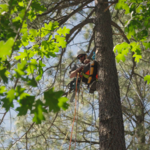 Deadwood Removal