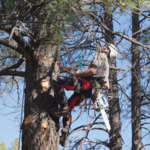Deadwood Removal