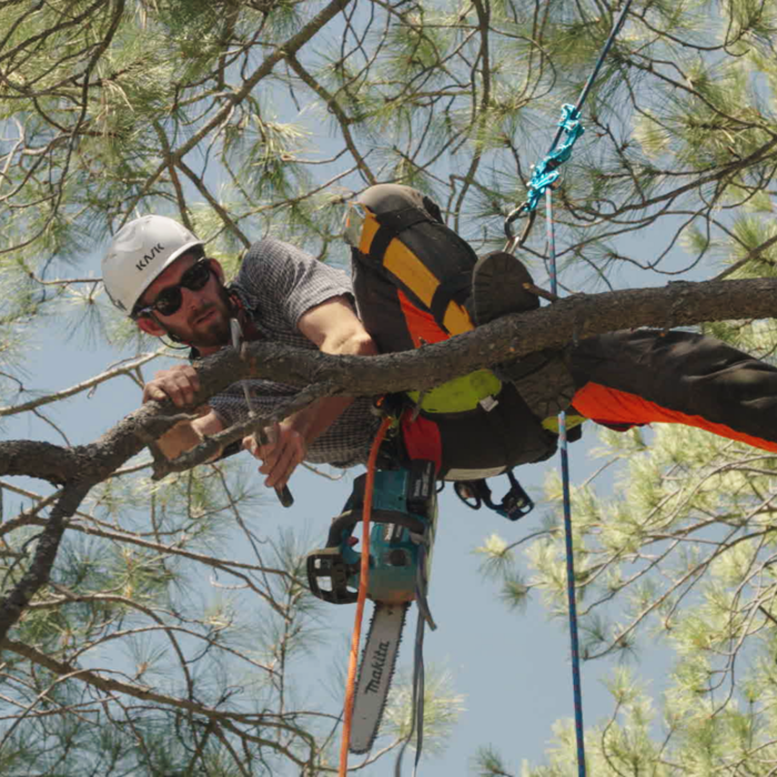 Deadwood Removal