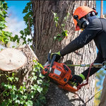 One of our arborists roped up in the largest oak tree we’ve ever encountered!