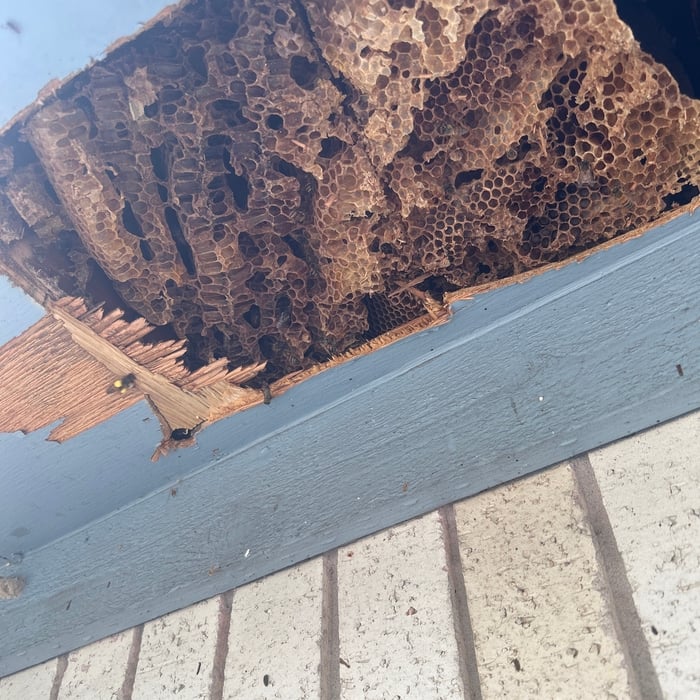 Old Hive