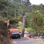 Tree Removal