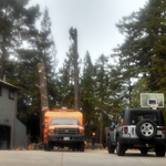 Tree Removal