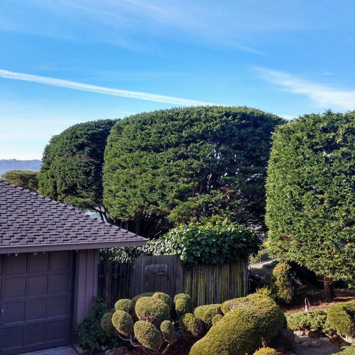 Aesthetic Pruning