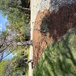 Wood chips