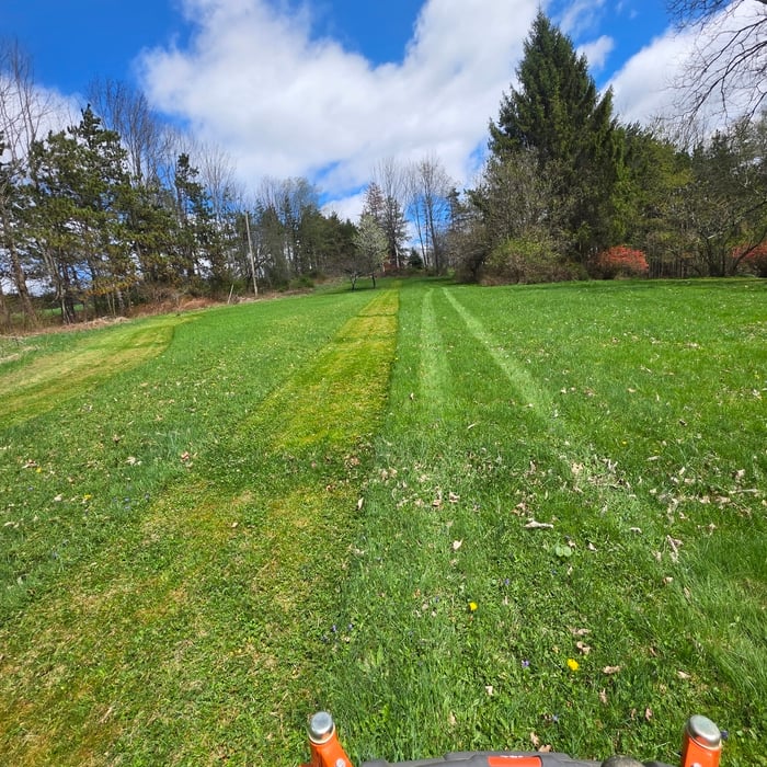 Back yard