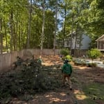 Large Tree Removal