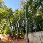 Large Tree Removal