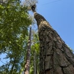 Large Tree Removal