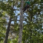 Large Tree Removal