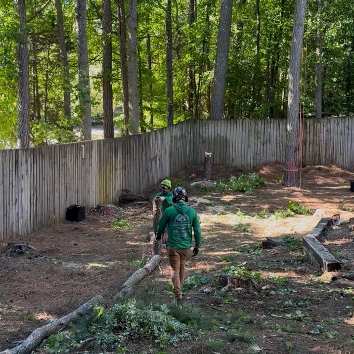 Large Tree Removal