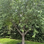 Tree removal