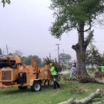 Tree Debris Clean up