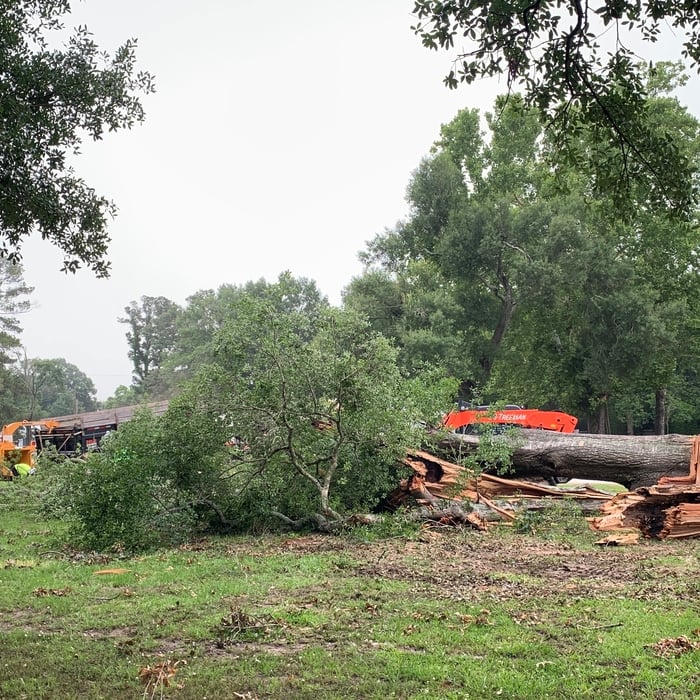 Tree Debris Cleanup
