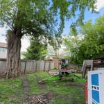 Willow tree removal