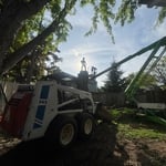 Willow tree removal