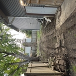 Willow tree removal