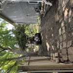 Willow tree removal