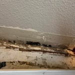 Mold Specialist