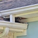 Wildlife Removal