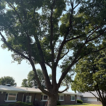 Residential Tree Work