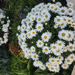 Residential Garden