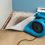 Carpet and Rug Cleaning