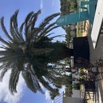 Canary Palm