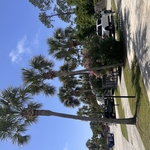 Palm Tree Trimming