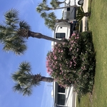 Palm Tree Trimming
