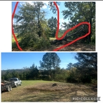 Tree removal