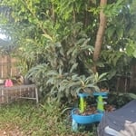 Backyard Tree Cleanup