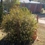 Trimming the hedges