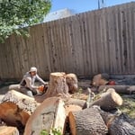 Tree removal
