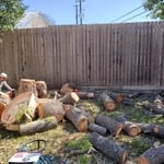 Tree removal