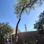 Tree removal