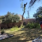 Tree removal