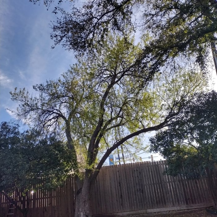 Tree removal