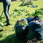 Lawn and Yard Clean Up