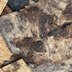 Rotting Wood